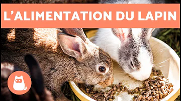 Quand nourrir son lapin ?