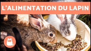 Comment nourrir un lapin ?  Bébé, jeune, adulte et vieux, vous saurez TOUT !