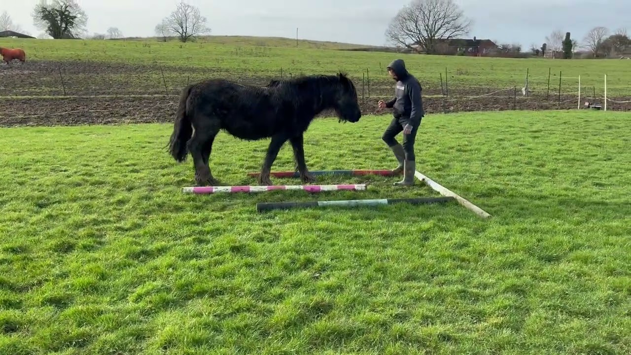 Alex and Juno Liberty Bronze February 2026