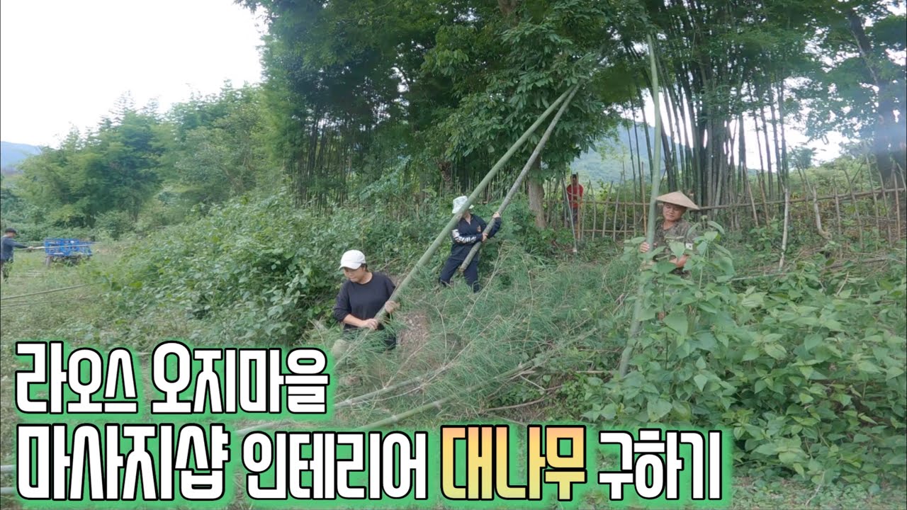 마사지샵 인테리어용 대나무 100그루 ‘오지마을’에서 구해왔어요ㅣ사업 프로젝트 #4 대나무 구하기