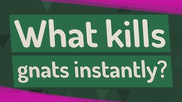 What kills gnats instantly?