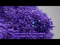 Harnessing the immune system against cancer by targeting CD25 | Cancer Research UK