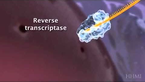 HIV retrovirus reverse transcription