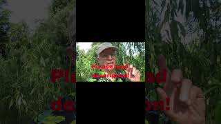 Willow, Willow, Willow Tree Short Music Video.  Rich Davis Original.