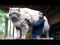 Bukan kucing siluman ini kucing peliharaan terbesar di dunia raksasa tapi jinak