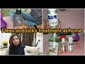 Fleas and ticks treatment at home - some useful products - Persian cats