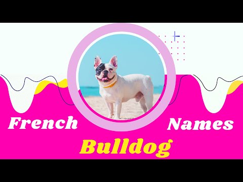 30 Boy and Girl French Bulldog Names and Meanings !  Unique Puppy Names 2021 ! Pet Names
