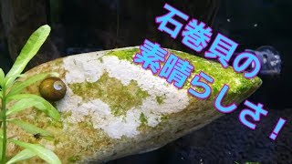 ここまで綺麗になる！？石巻貝編＾＾アクアリウム水槽