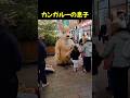 カンガルーの息子 #shorts