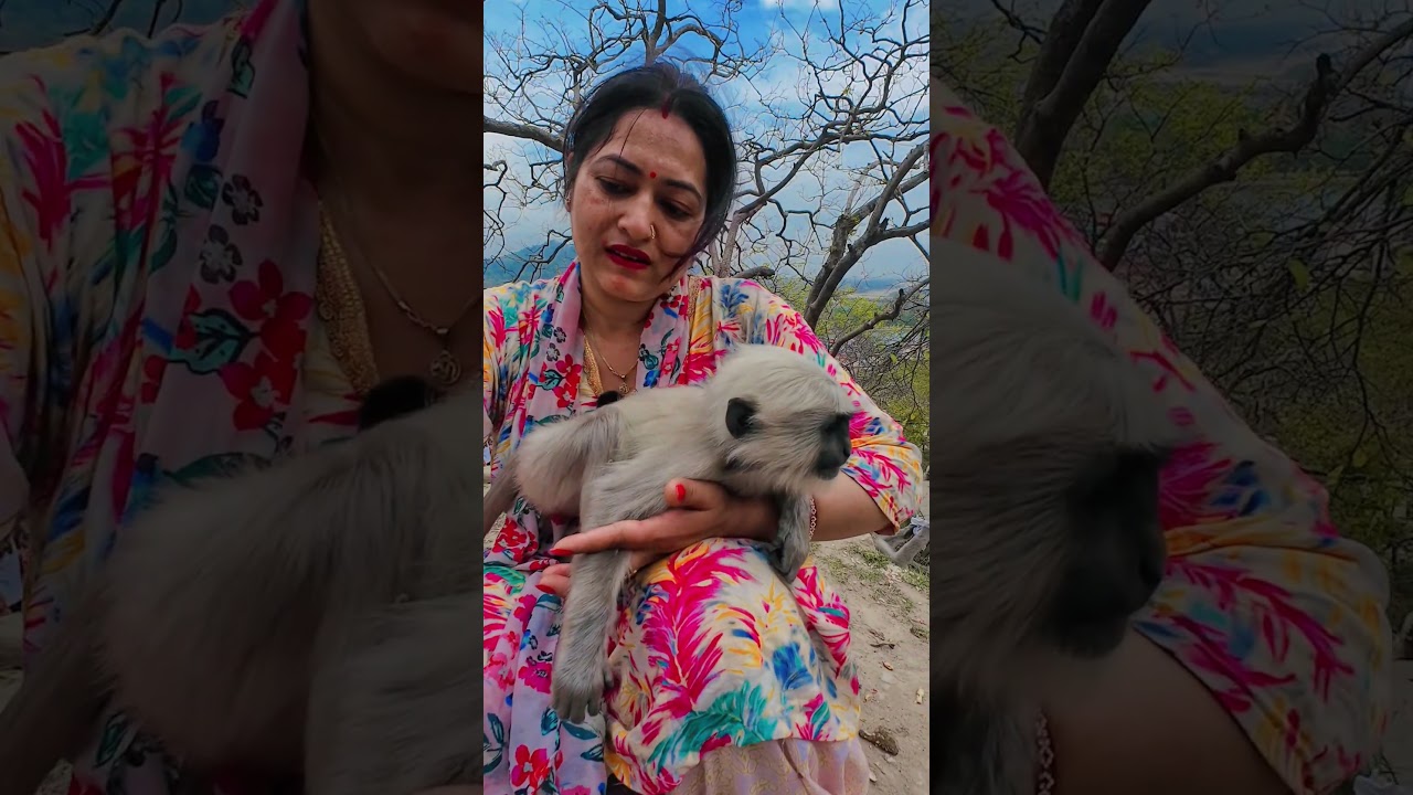 Pure Love ❤️ Baby Langur Enjoys Gentle Care & Trust #shorts #wildlife