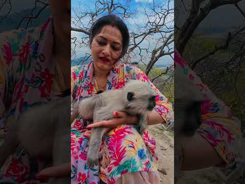 Pure Love ❤️ Baby Langur Enjoys Gentle Care & Trust #shorts #wildlife