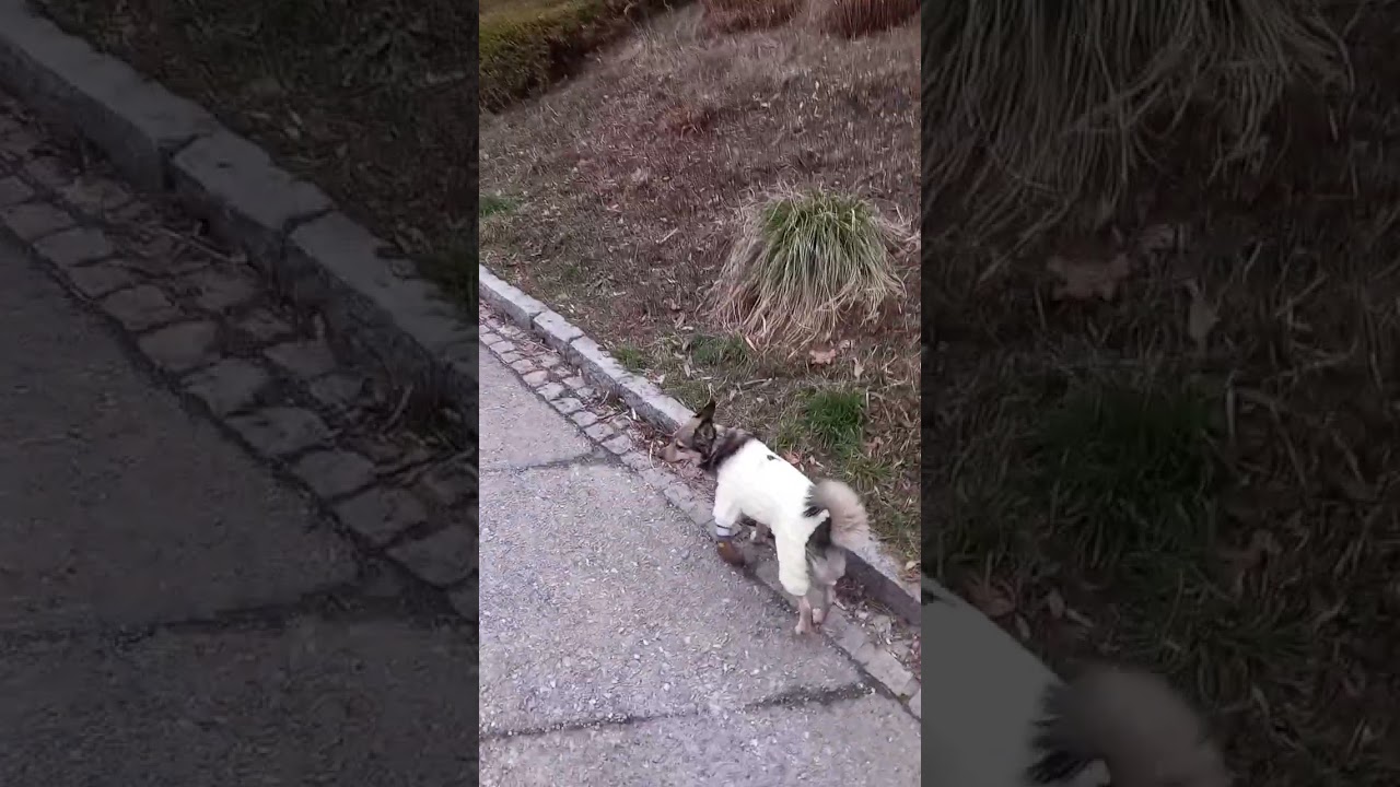 Едем в другой город  🚂🌲🌲🌲. Куда ведёт меня Айна? 🐶😉. #хочуврекомендации