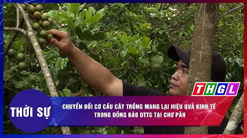 Chuyển đổi cơ cấu cây trồng mang lại hiệu quả kinh tế trong đồng bào DTTS tại Chư Păh