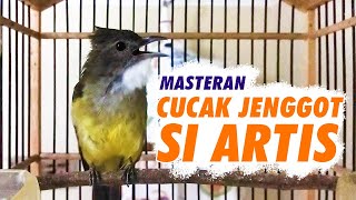Download Lagu MASTERAN CUCAK JENGGOT GACOR MBESET KASAR COCOK UNTUK MURAI BATU MP3