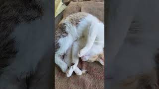Don't disturb me !! #dontdo #cat #sleep #sleepsounds #viral #youtubeshorts #trending