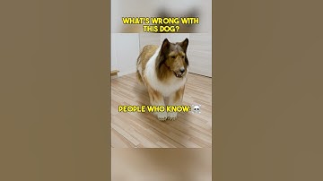 What’s Wrong With This DOG!?