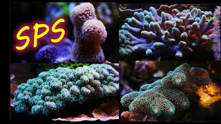 4 similar corals with very different personalities Pocillopora seriatopora stylophora palauastrea