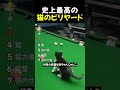 史上最高の猫のビリヤードTOP7