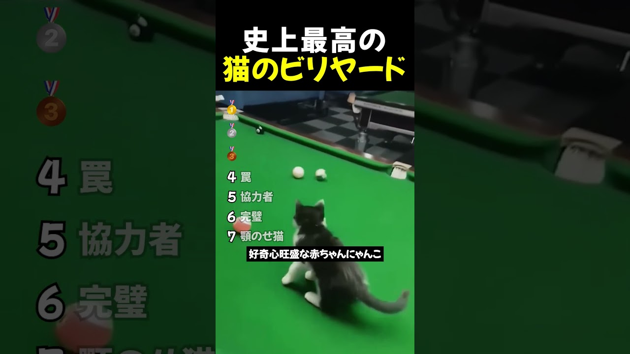 史上最高の猫のビリヤードTOP7