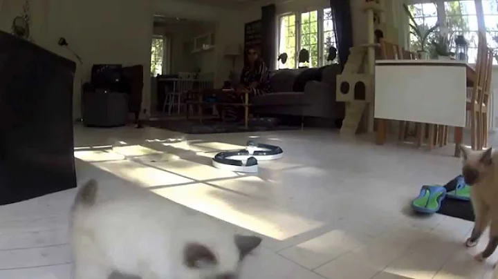 Watch the video about Cute crazy Birman kittens jumps and attack