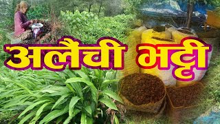 अलै‌ची भट्टी । अलै‌ंची यसरी सुकाइन्छ । Cardamom farming in Nepal । अलैंची यसरी सुकाइन्छ