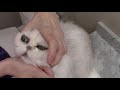 How to Apply Powder to the fur around the eyes - Silver Persians