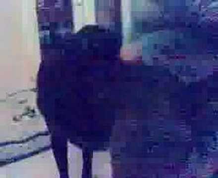 Chocolate lab puppy chasing ball