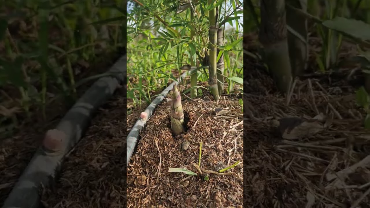 ไผ่บงหวานเพชรน้ำผึ้ง เบอร์9 และจัมโบ้ ปลูกไว้ทำพันธุ์