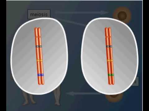 Video: Bagaimanakah meiosis menerangkan hukum pengasingan Mendel?