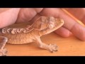 How Often Do Crested Geckos Shed?