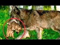 Wolf brachte einen Hundewelpen mit ins Rudel, so wurde der Welpe aufgenommen.