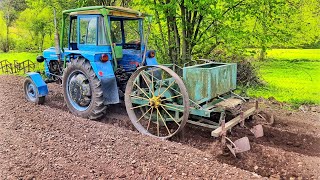 Příprava a sázení brambor 2024 | Zetor 3011 Original sound