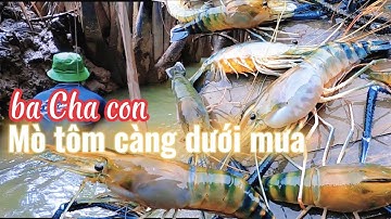 Ba Cha Con Đi Mò Tôm Càng Xanh Tới Điểm Là Có Tôm /Đạt Nguyễn Cần Giờ