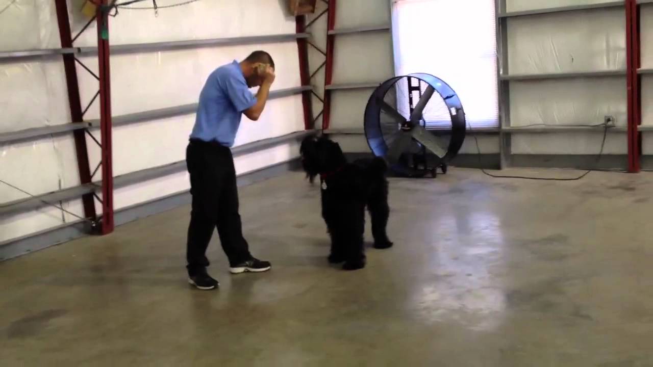 obedience trained giant schnauzer for sale
