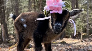 Meet little Plum the goat!