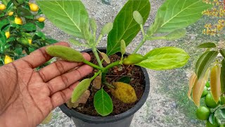 Creative Bud Crafting Jackfruit Tree With Aloe Vera Grow Fast.