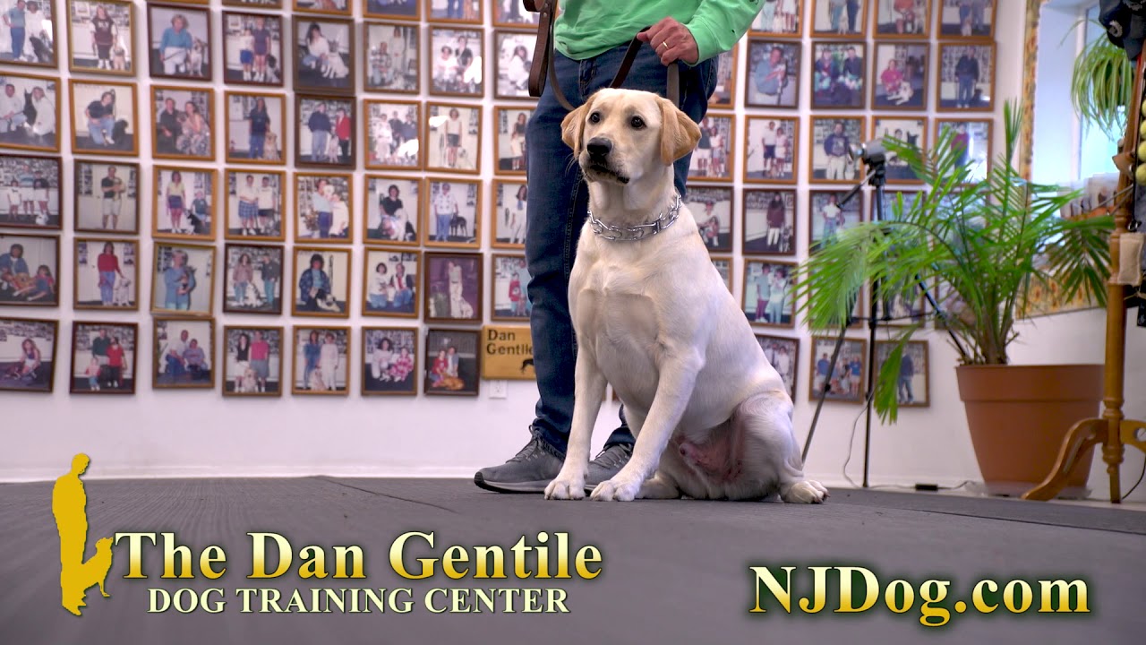 Dan Gentile Dog Training Center Howell NJ YouTube