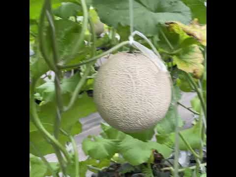 🍈愛知県・渥美半島のメロンハウスに潜入！甘くてジューシーな夏の味覚【メロン農園ツアー】#メロン狩り #渥美半島 #農業体験
