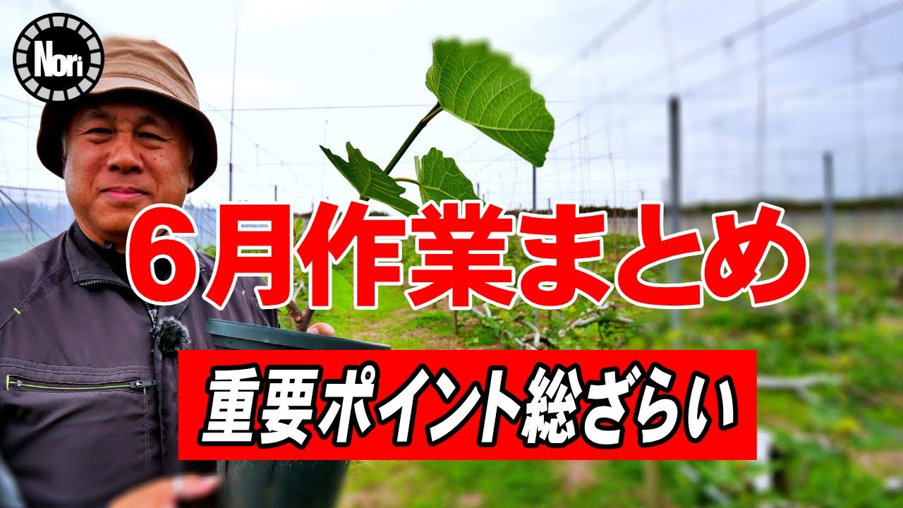 6月のいちじく栽培｜作業まとめと重要ポイント総ざらい
