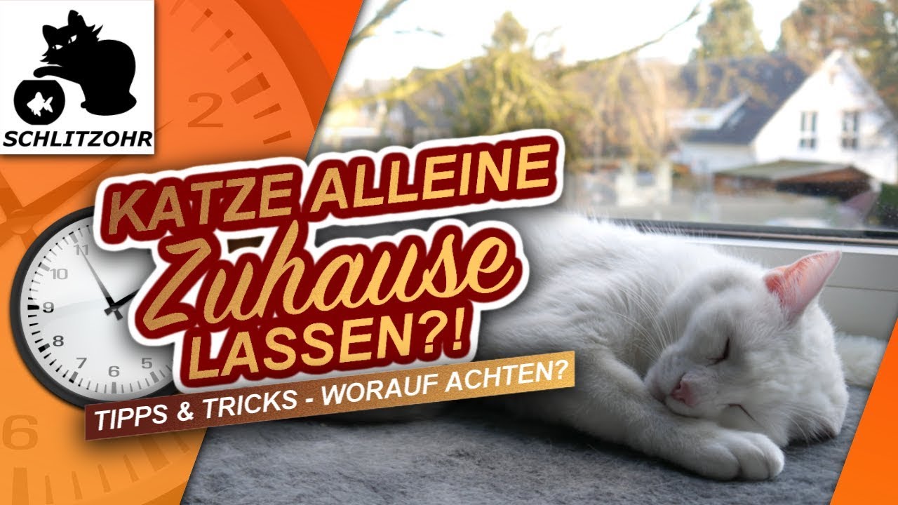 Katze Alleine Lassen Ab Wann Wie Lange Katzen Alleine Zuhause Lassen Tipps Tricks