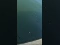 円錐ウキが沈むアタリの瞬間【チヌ釣り】