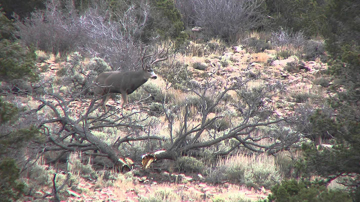 Tines Up Tuesday Episode 15: Hard Horn Mulies Chapter 1