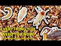 How to Breed and Farm Superworms | How to Freeze Dry Superworm and what to do with frass