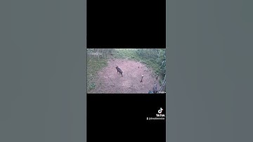 Reolink 4G vs Reolink Ranger 4K https://store.reolink.com/?aff=387 #reolink #animals #trending #