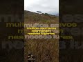 vestígios da escravidão em minas gerais,ciclo do ouro,lugares perigosos#estradareal