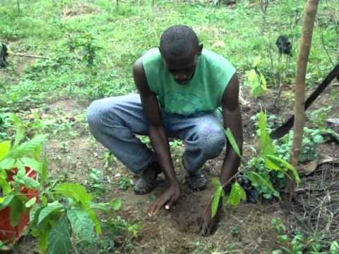 Vidéo: Sur la plantation de cacao ?