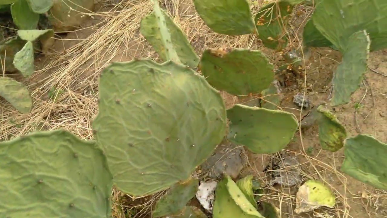 Mostrando a palma Mandacaru sem espinhos e moringa 