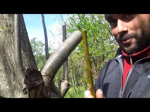 კაკლის მყნობა