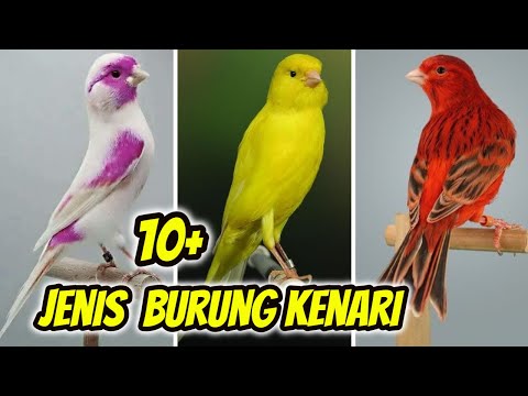 Video: Apakah semua burung kenari bernyanyi dengan indah?