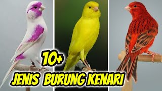11 Type of Canary Bird Varieties (With Info \u0026 Price)